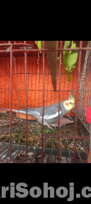 Cokatail bird